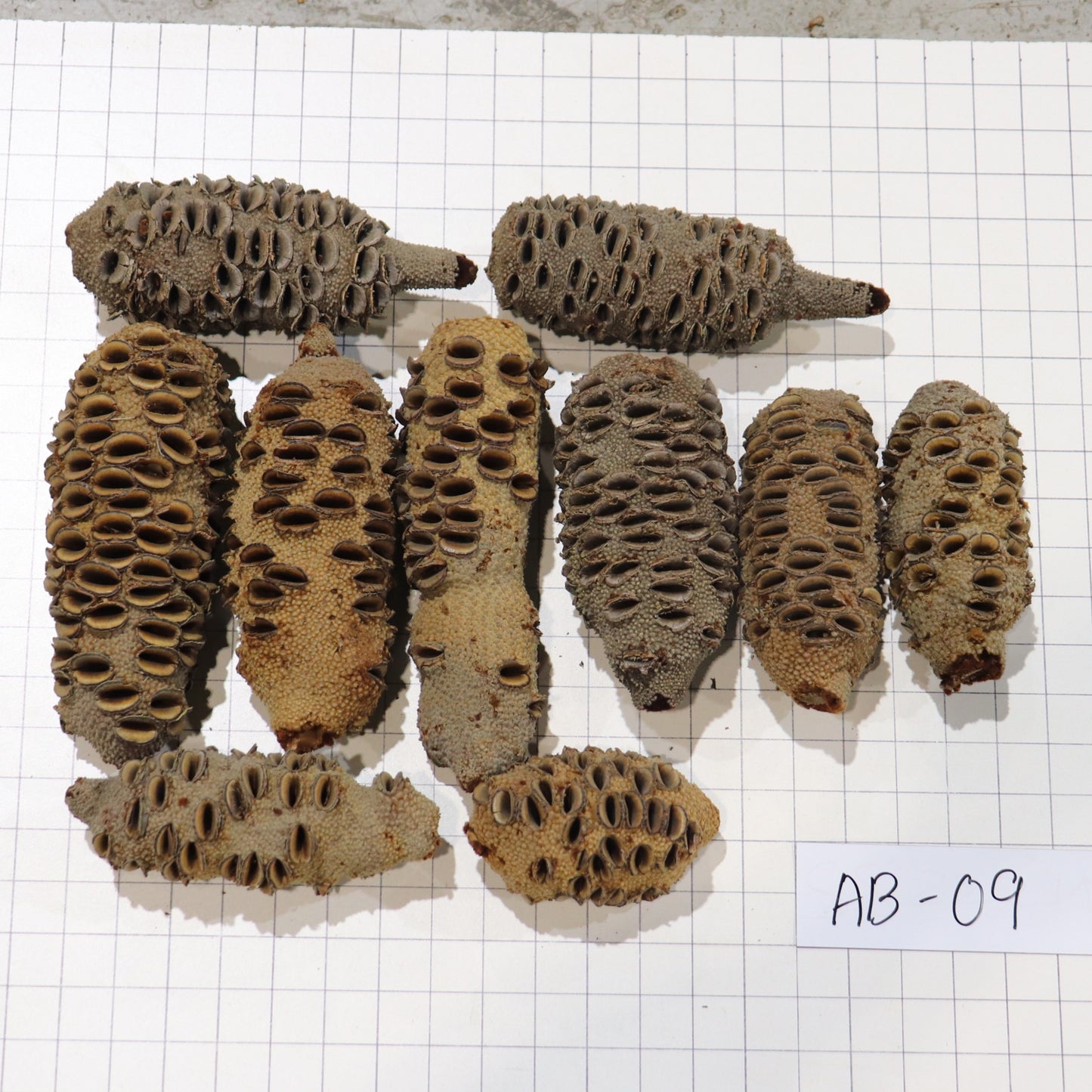 Australian Banksia Nut Pod, #AB09 8.4lbs