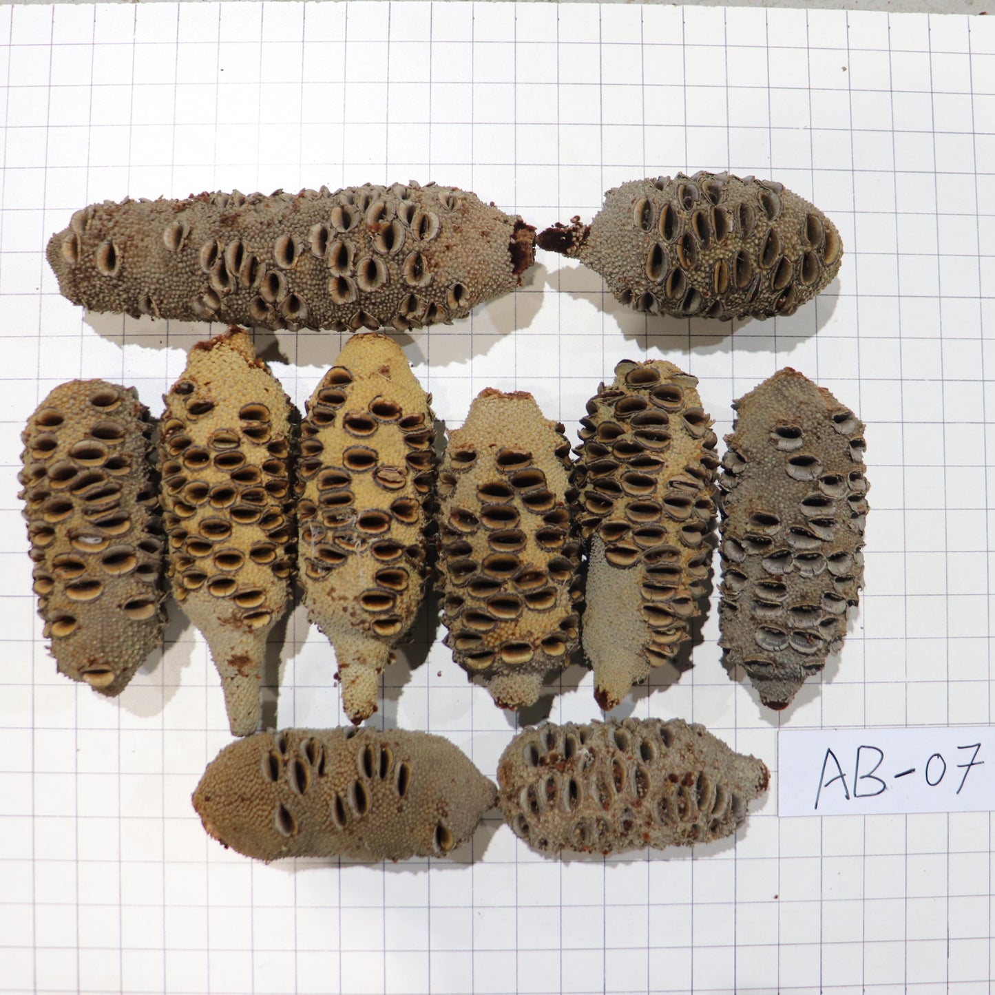 Australian Banksia Nut Pod, #AB07  8.6lbs