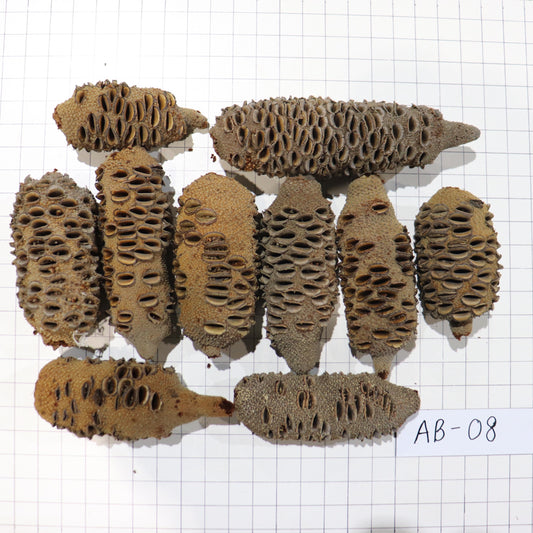 Australian Banksia Nut Pod, #AB08  9.2lbs