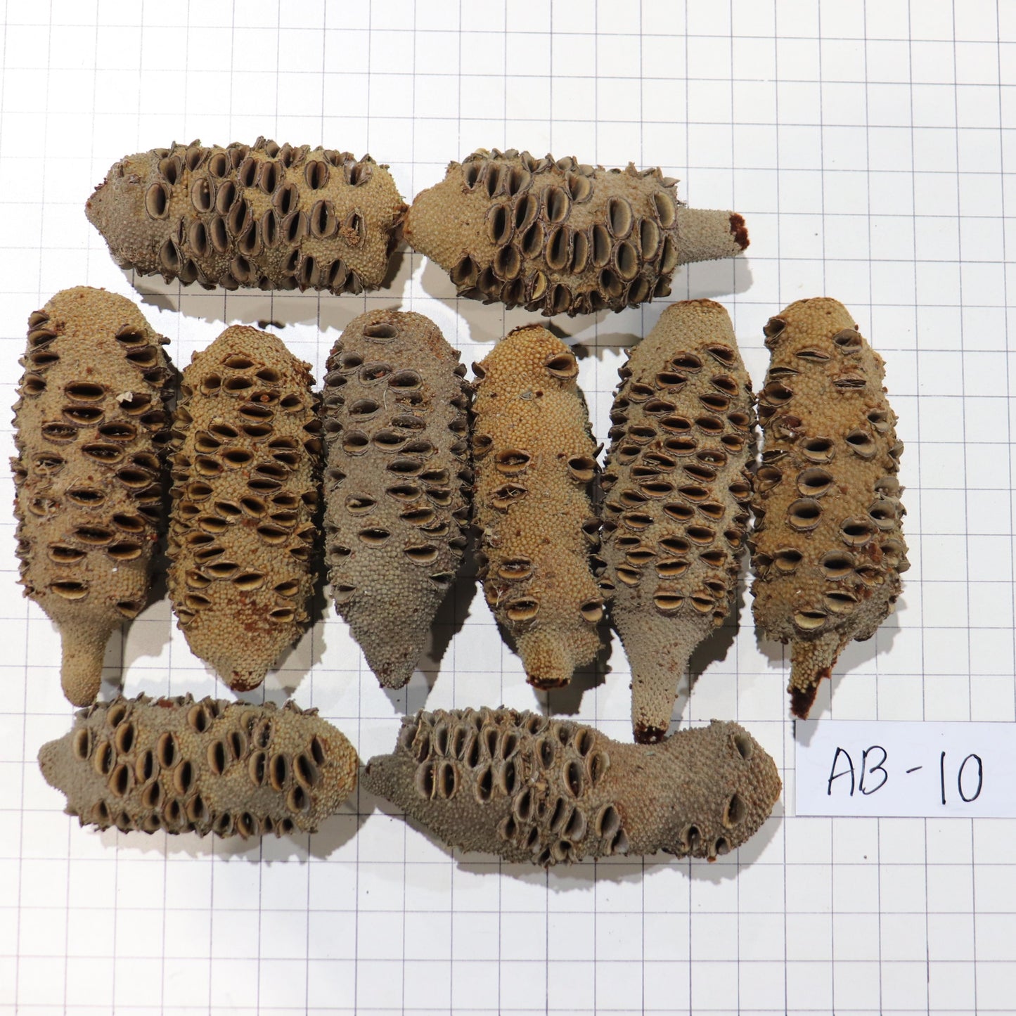 Australian Banksia Nut Pod, #AB10  9lbs