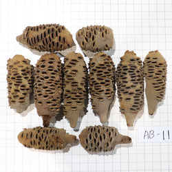 Australian Banksia Nut Pod, #AB11  9lbs