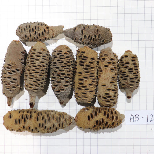 Australian Banksia Nut Pod, #AB12  9.2lbs