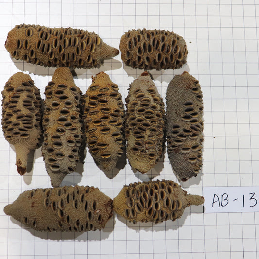 Australian Banksia Nut Pod, #AB13  9lbs