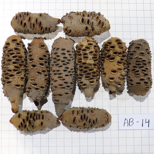 Australian Banksia Nut Pod, #AB14  8.8lbs