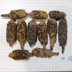 Australian Banksia Nut Pod, #AB15  9lbs