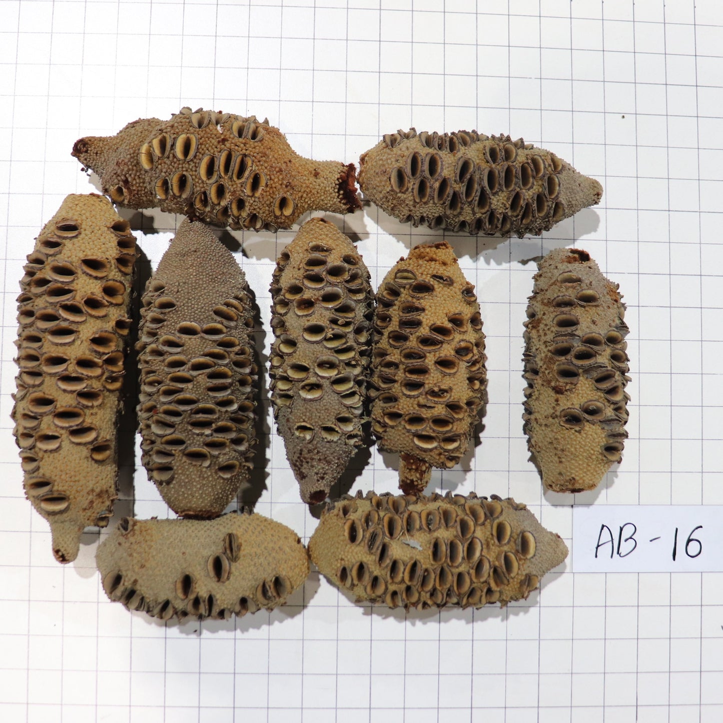 Australian Banksia Nut Pod, #AB16  8.6lbs