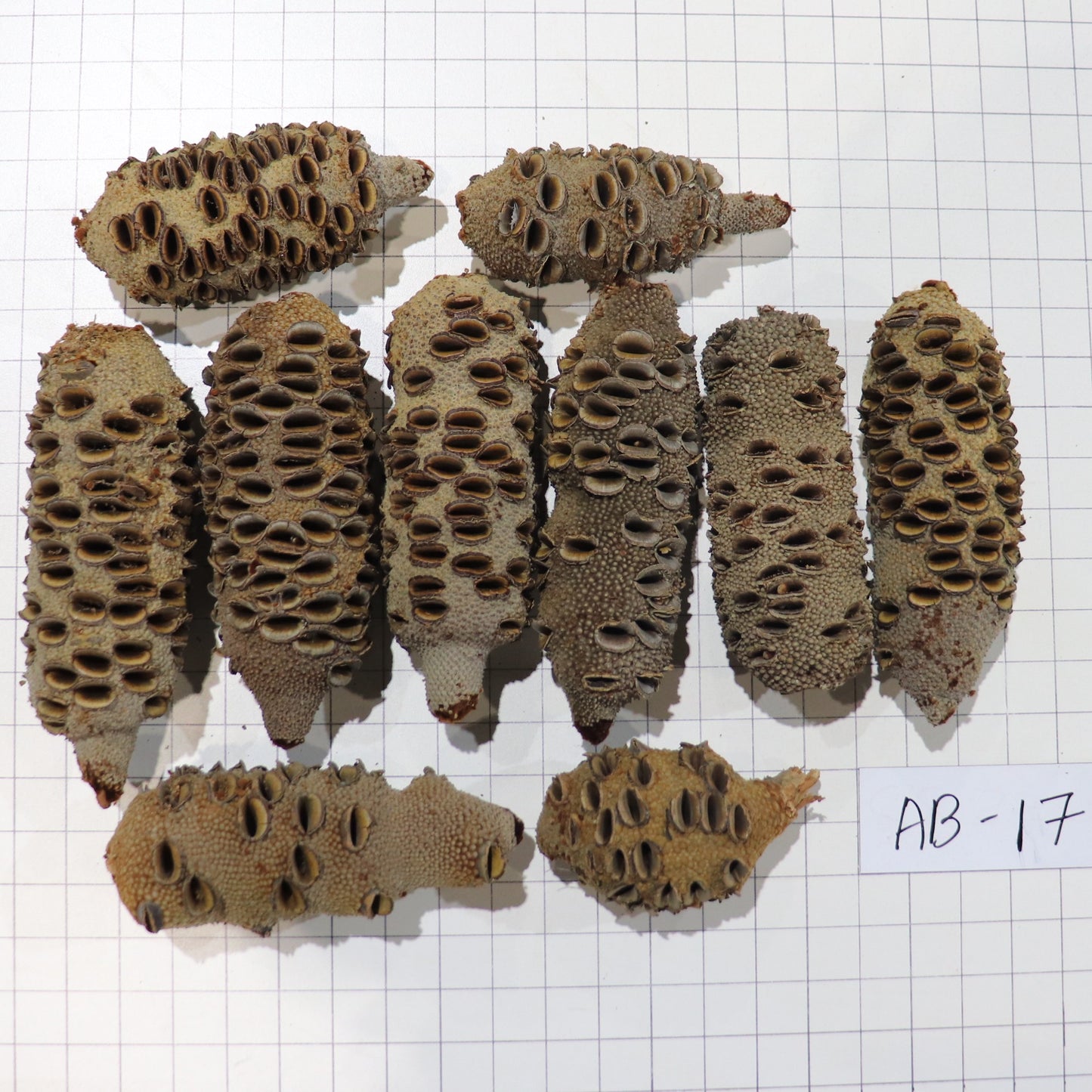 Australian Banksia Nut Pod, #AB17  8.2lbs