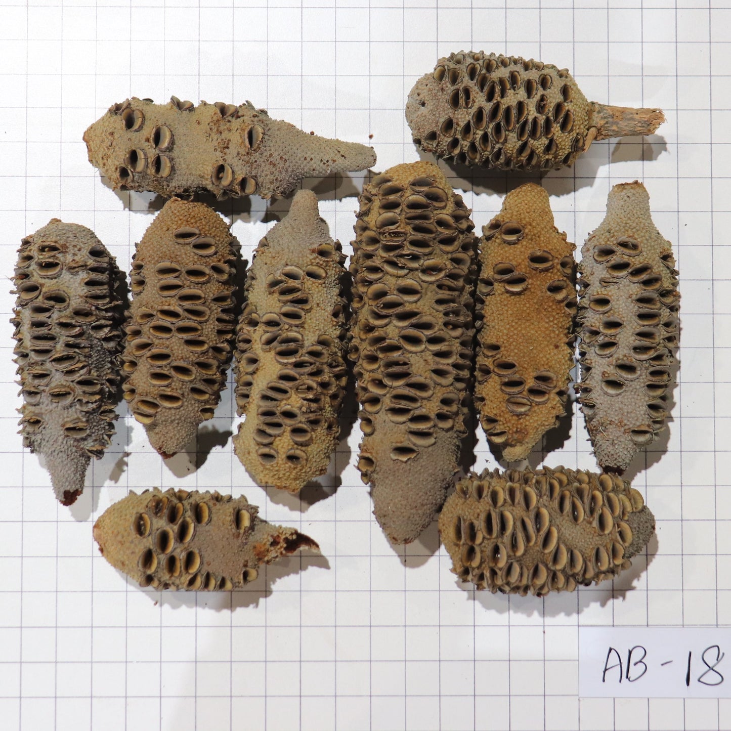 Australian Banksia Nut Pod, #AB18 8.2lbs