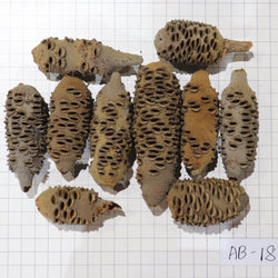 Australian Banksia Nut Pod, #AB18 8.2lbs