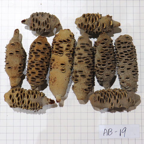 Australian Banksia Nut Pod, #AB19  9.6lbs