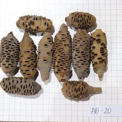 Australian Banksia Nut Pod, #AB20  9lbs