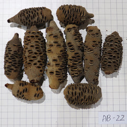 Australian Banksia Nut Pod, #AB22  9.8lbs