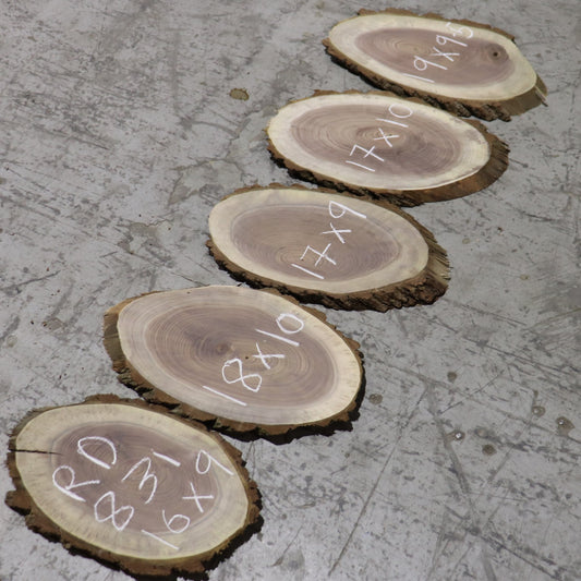 Black Walnut Ovals, #RD831, set/5