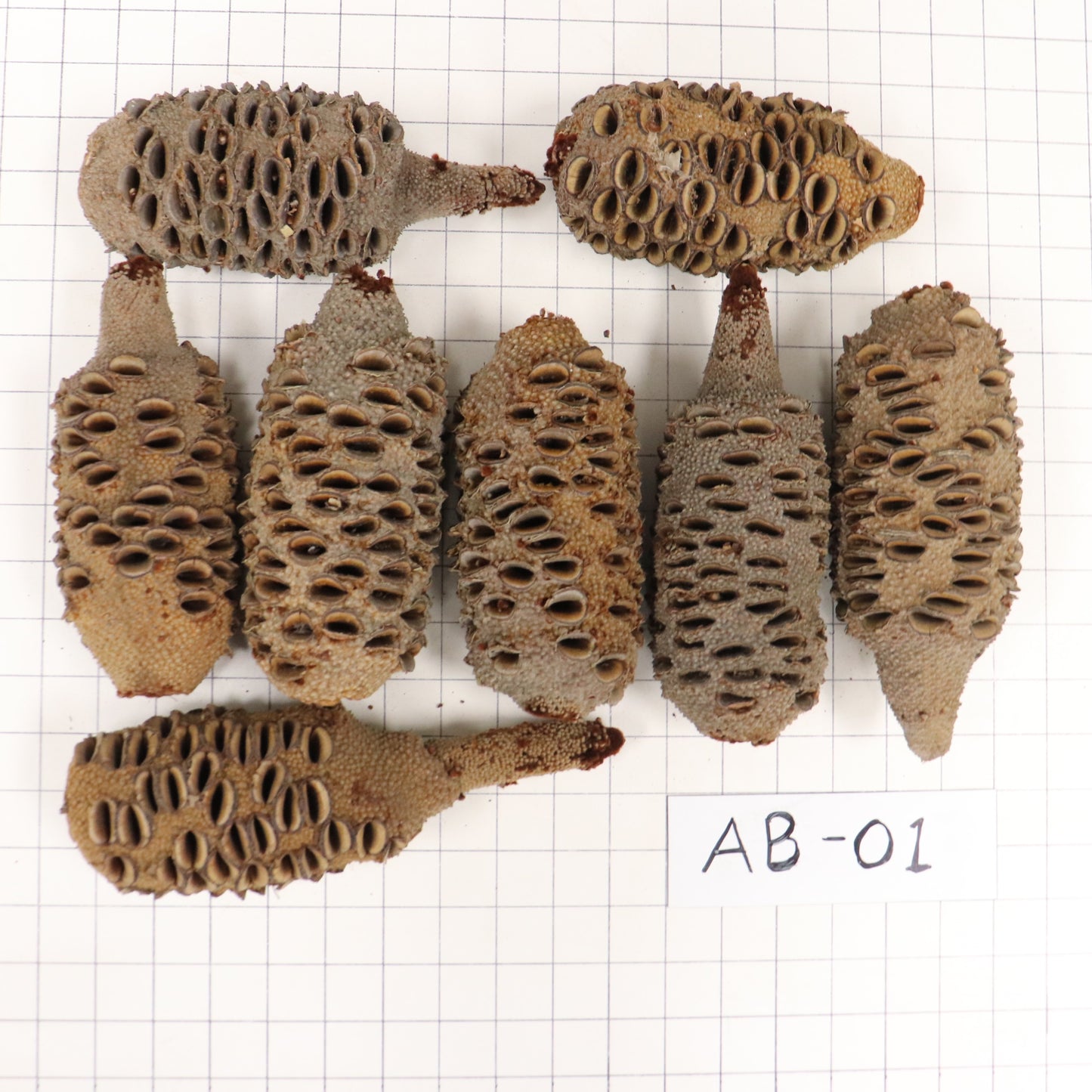 Australian Banksia Nut Pod, #AB01, set/8