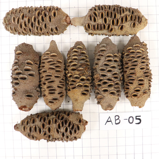 Australian Banksia Nut Pod, #AB05, set/8, 7.3lbs